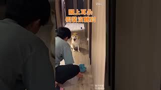 柴犬半夜狂敲門被教育 秒關上耳朵假裝沒聽到 @吃瓜第一排