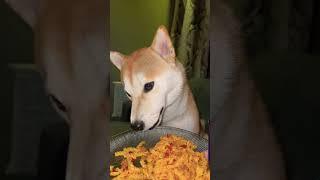 وقتی شیبا اینو‌ ویار میکنه #شیبا #shibainu