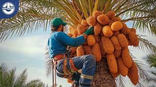 Harvesting Millions of Tons of Dates, Figs, Raisins & Apricots: From Orchard to Your Plate!