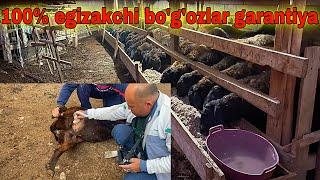 ️91 662 45 90 tel Naxt uzuk qilingan bo’g’ozlar va egizak bo’g’ozlar 9-noyabr, 2024