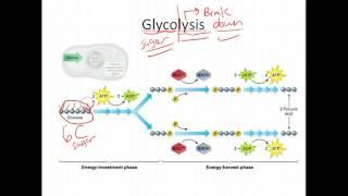 Biology: Glycolysis and Krebs (7.5-Biology: Exploring Life)