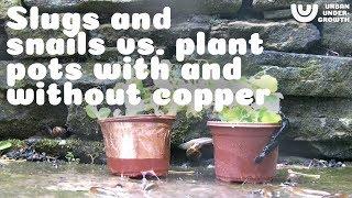 Protect Plants With Copper Tape, Against Slugs And Snails