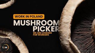 Work in Poland - Mushroom picker. We are looking for workers NOW!