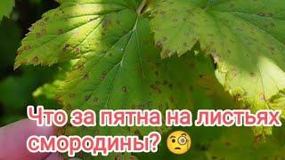 Что за пятна на листьях смородины? Антракноз. Как предупредить и как бороться?