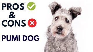 Pumi Dog Breed Pros and Cons | Pumi Dog Advantages and Disadvantages