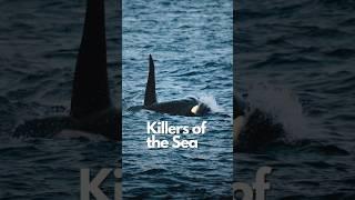 The Apex Predator of the Sea! #wildlife #orca #nature