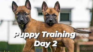 Belgian Malinois  Puppies | First Day Of Training Basics | K9 Dog Training Day 2