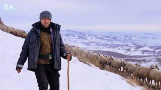 Le troupeau qui part vers les montagnes enneigées et la lutte du berger contre le froid