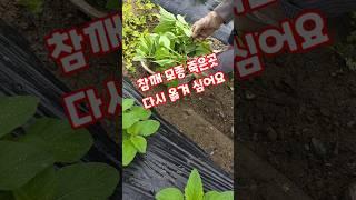 참깨 모종 죽은곳 다시 옮겨 심어요. #shorts