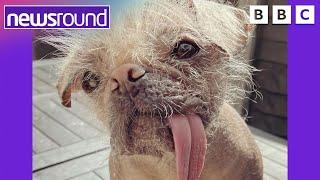 Britain's Ugliest Dog gets a makeover  | Newsround