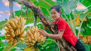 Harvesting Banana Fruit Garden Goes to the market sell - Susan Daily Life