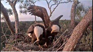 AEF NEFL Eagles ~ 24E1 Brings The FIRST FISH GIFT For Gabby! Plus Sticks & Testing The Nest 9.27.24