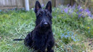 Scottish Terrier Rory having a tantrum