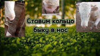 Ставим быку  кольцо в нос