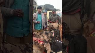 Tungwali bakra mandi #bakramandi #goat #farming #youtubeshorts #shorts