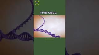 Inside The Cell ( Cytology ).