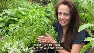 How to Trim Basil