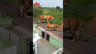 शेर #video #sher #animals #lion #अजगर #wildlife #शर #funny #आदम #zoo