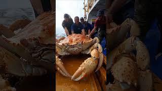 big crab caught pacific fishing #deepsea #fishing #deepsea #pacificocean #pacific #crab #ocean #ai