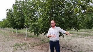 Walnut Tree Orchard in 2018