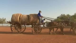 Bandy & Johnson Working Draught Horse Team