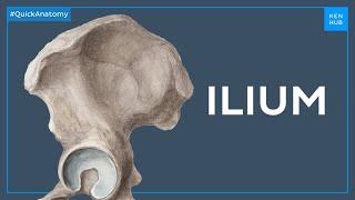 Anatomy of the ilium - Quick Anatomy | Kenhub