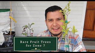 Rare Fruit Trees for Zone 7