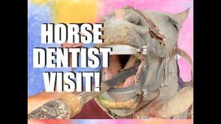 Horse Dentist Visit & Maybe Moving the Ranch! Episode 10