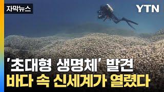 [자막뉴스]  '세계 최대의 산호초' 경이로운 발견...지구의 숨은 보물 찾았다 / YTN