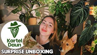 Unboxing import plants from Kartel Daun!  Anthurium hybrids & Hoya 