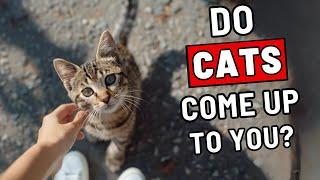 Do Random Cats Come Up to You? Here Is What It Means