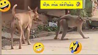 குரங்கு செய்யும் காமெடி சம்பவங்கள் | Monkey Funniest Moments | Animals