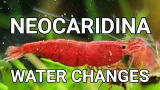 The Only Video You Need To Watch About Neocaridina Shrimp Tank Water Changes