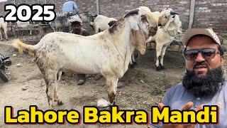 Makhi china Rajanpuri Bakre | chaki dombe | desi Bakre | Kato mall | Lahore Bakra Mandi shapur