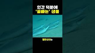 인간 덕분에 ‘꿀빠는’ 생물.. ㄷㄷ