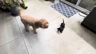 Bentley our dachshund puppy playing with Daisy