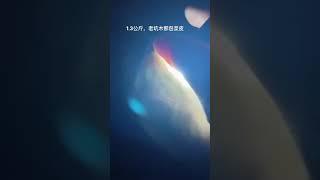 1.3公斤的木那包浆皮壳料，看看这样的表现如何？？？天然缅甸翡翠原石#中缅边境#翡翠原石直播#Jade#玉石#