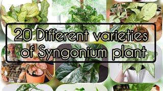 20 Types of Syngonium (Arrowhead) Plant | Varieties of Syngonium ||सिंगोनियम || Arrowhead