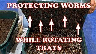 How To Rotate Worm Tower Trays Without Damaging Worms + Bin Harvest | Vermicompost Worm Farm