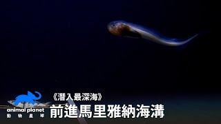 是誰住在深海的的大海溝裡～人類垃圾～？！｜潛入最深海｜動物星球頻道