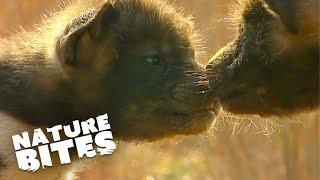 Wild Dog Puppies: Irresistibly Cute First Appearance! | Nature Bites