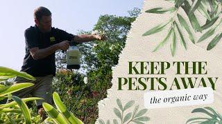 Insect Intelligence: Keeping Your Garden Safe From Pests