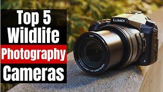 Best Cameras for Wildlife Photography in 2024: [Beginners and Pros]