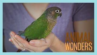 Meet and Greet: Ginger the Conure