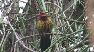 Gorgeous Bush-shrike call