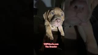 Beautiful Red Nose Pit Bull Pyppy female of 4 months old. 123Pitbulls.com