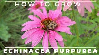 Complete Guide to Purple Coneflower - Echinacea purpurea