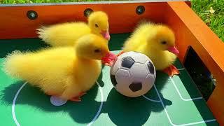 Best mix of funny ducklings, ducks, pig