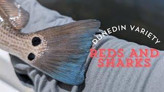 Dunedin Variety | Reds and Sharks