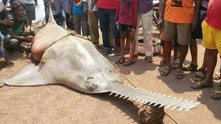 15 Most Dangerous Fish In The World